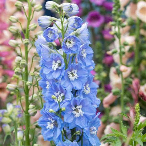 The Intricate and Mesmerizing Blooms of Delphinium Magic Fountain Mid Blue Seeds